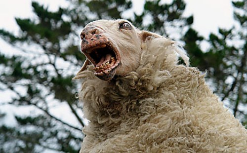 B Cult Black Sheep Pecore Assassine Il Cinemaniaco