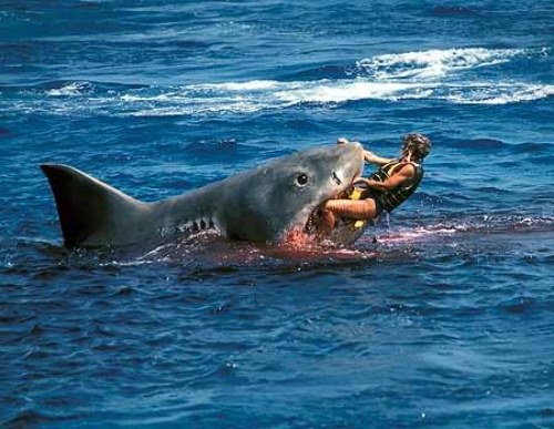 JAWS20shark20attacks20woman