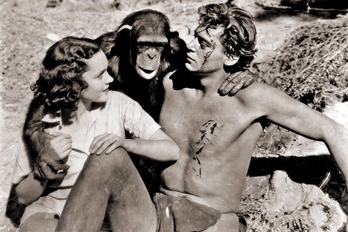 E' morta Cita, lo scimpanzè dei film di Tarzan