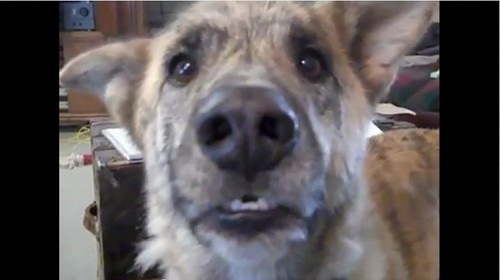 Ultimate Dog Tease, la Paramount farà un film sul video di YouTube